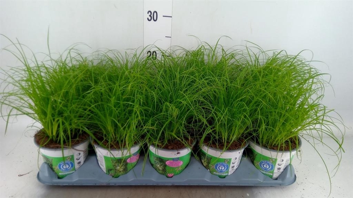 <h4>Cyperus alternifolius 'Zumula'</h4>