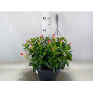 Mandevilla   ...