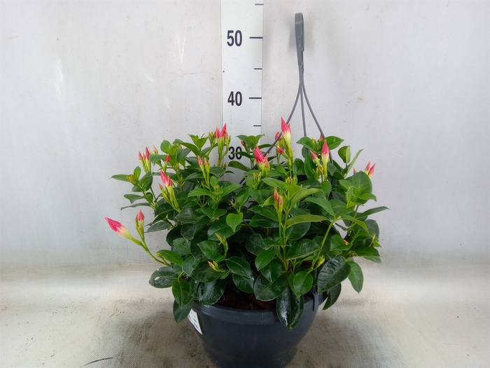 <h4>Mandevilla   ...</h4>