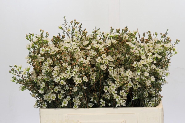 <h4>Chamelaucium Sirius</h4>