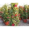 Dipladenia