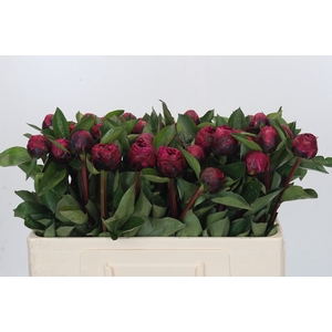 Paeonia Red Sarah Bernhardt