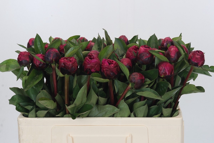 <h4>Paeonia Red Sarah Bernhardt</h4>