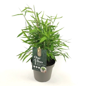 Fargesia 'One Boo' P14