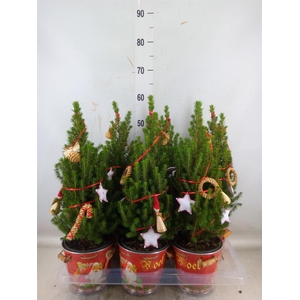 Kerstboom   ...versierd