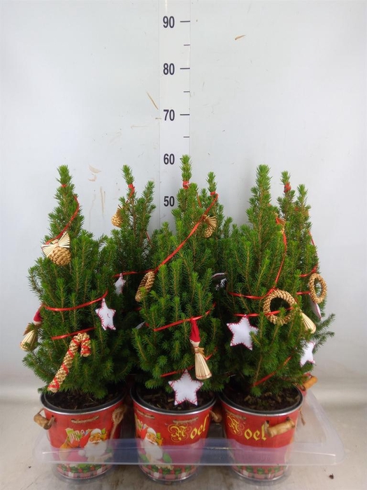 <h4>Kerstboom   ...versierd</h4>