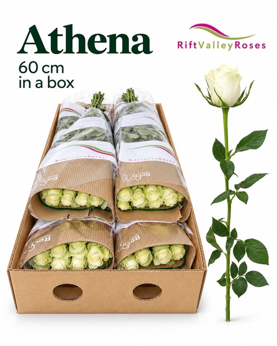 <h4>R GR ATHENA</h4>