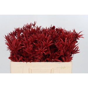 Eryn Orion Kl Bh Rood