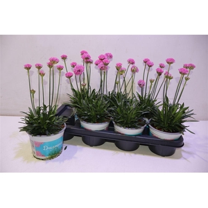 arr8 Arme Ps Dr Daydream