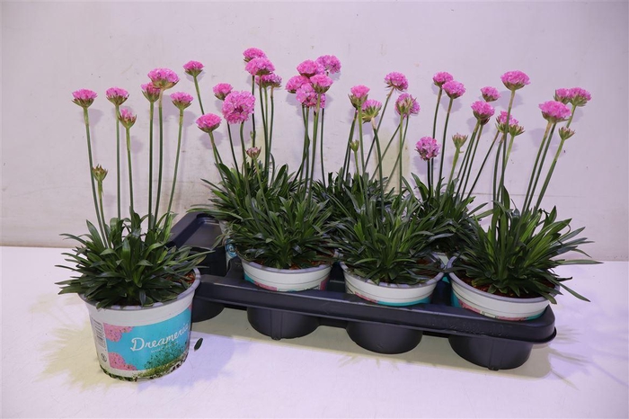 <h4>arr8 Arme Ps Dr Daydream</h4>