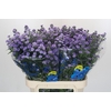 Aster Baby Blue