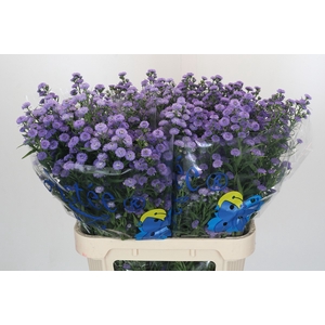 Aster Baby Blue