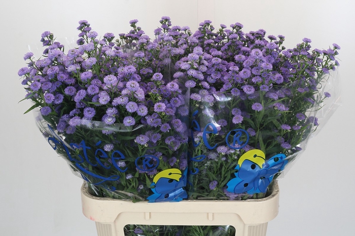 <h4>Aster Baby Blue</h4>