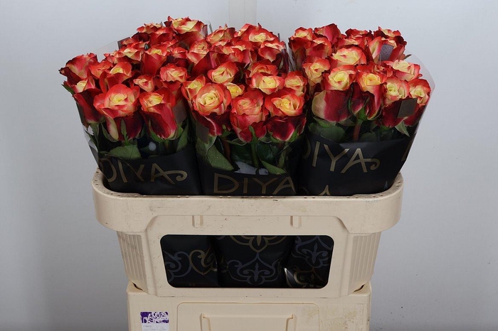 <h4>R Gr Eagle Eye+</h4>