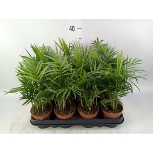 Chamaedorea elegans