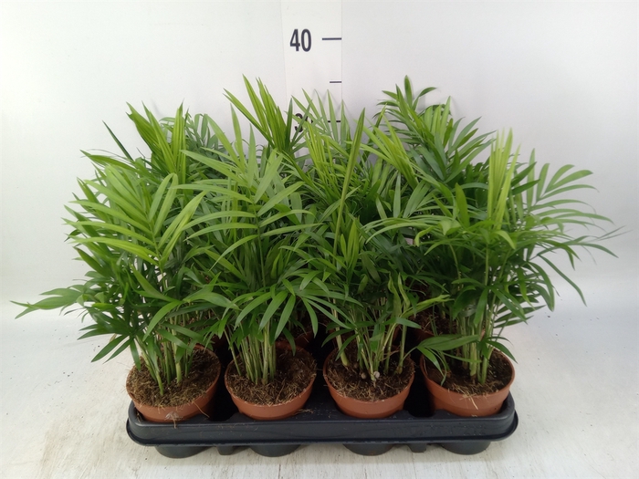 <h4>Chamaedorea elegans</h4>