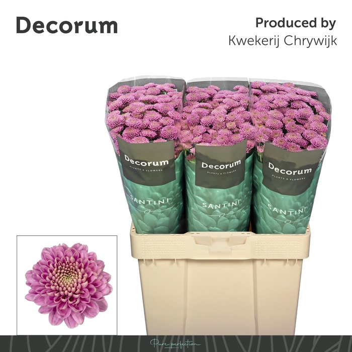 <h4>CHR SAN ELLISON PINK</h4>