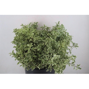 Pitto Nigra 150gr P Bunch