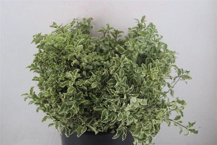 <h4>Pitto Nigra 150gr P Bunch</h4>