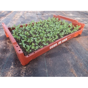 de Gier Groenteplanten 106 Kool Broccoli - 140 planten