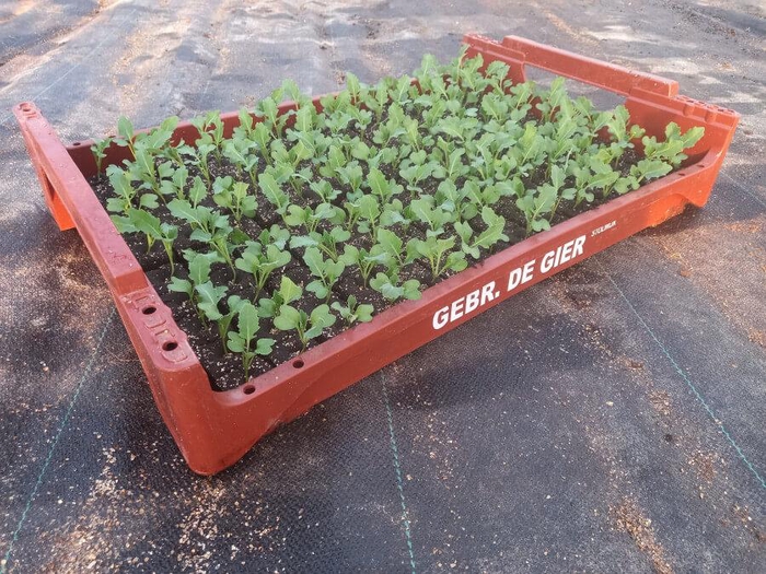 <h4>de Gier Groenteplanten 106 Kool Broccoli - 140 planten</h4>