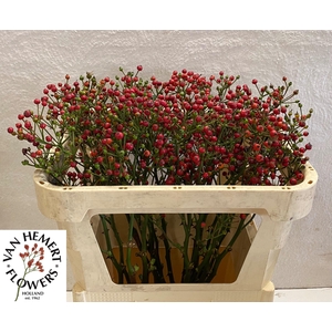 ROSA RED PEARL HIPHO