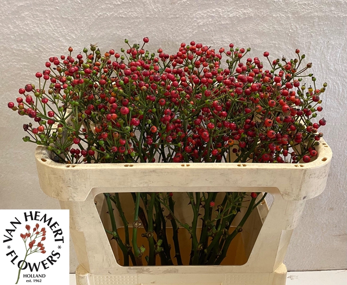 <h4>ROSA RED PEARL HIPHO</h4>