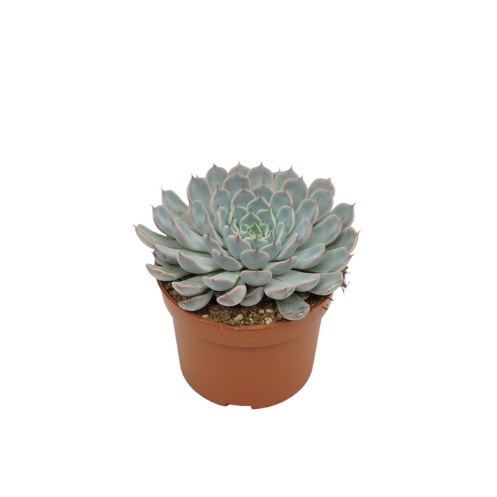 <h4>Echeveria texensis rosa 10,5 cm</h4>