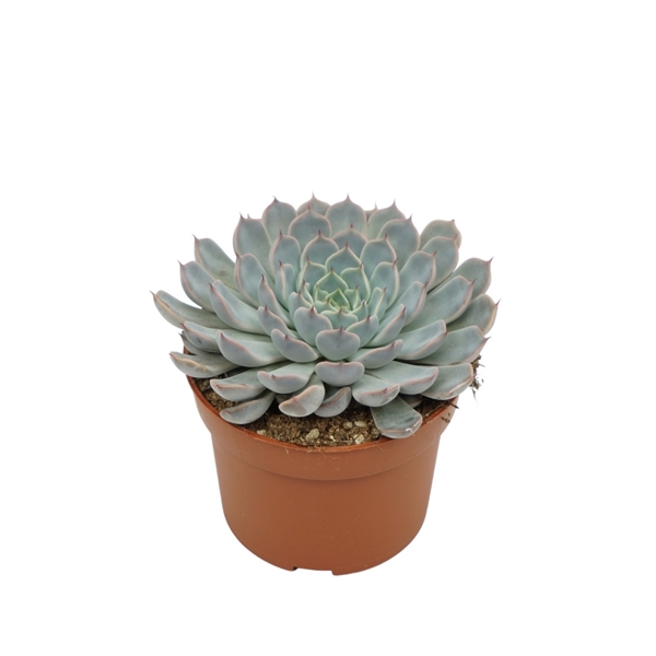 Echeveria texensis rosa 10,5 cm