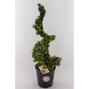 Ilex crenata Dark Green