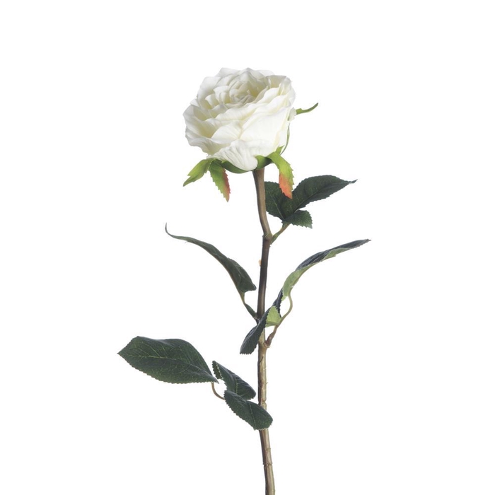 <h4>AF Rosa L68cm White</h4>