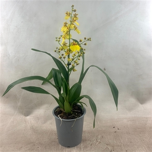 Oncidium 1-tak