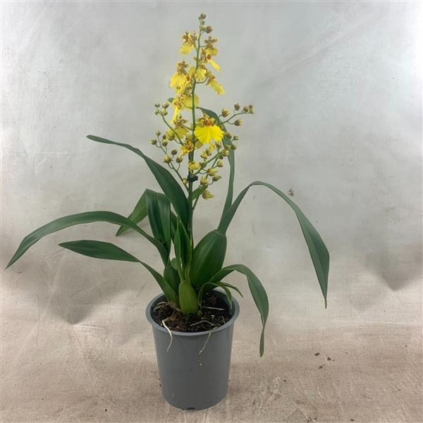 <h4>Oncidium 1-tak</h4>