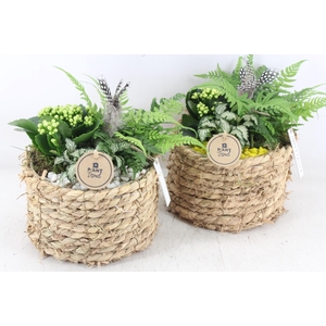 arr2 PL - Mand naturel rond x5 - geel/wit