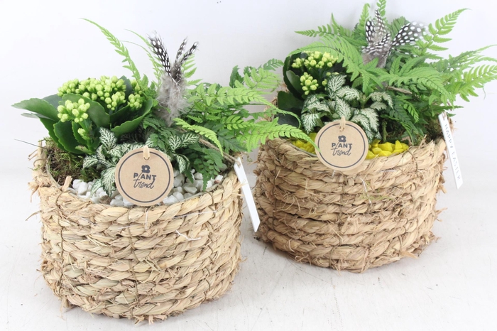 <h4>arr2 PL - Mand naturel rond x5 - geel/wit</h4>