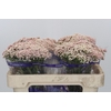Ozothamnus Cooks Pink