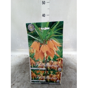 Fritillaria  ...flowerbulbs