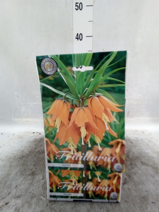 <h4>Fritillaria  ...flowerbulbs</h4>