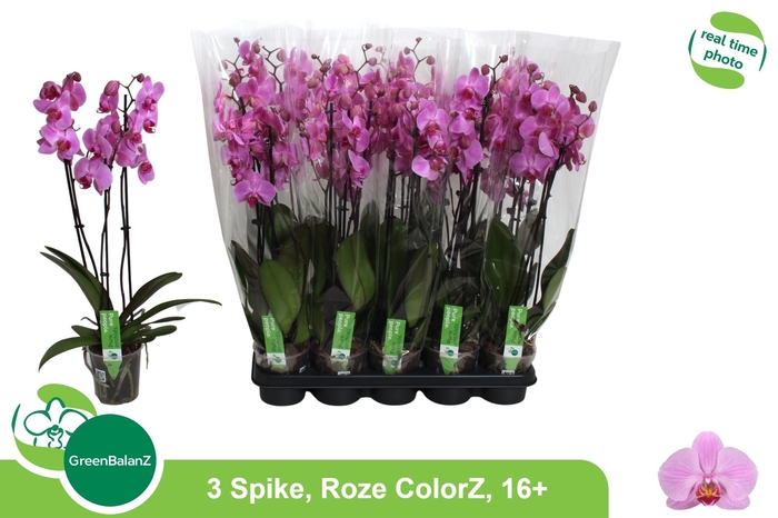 <h4>PHAL OV ROZE</h4>