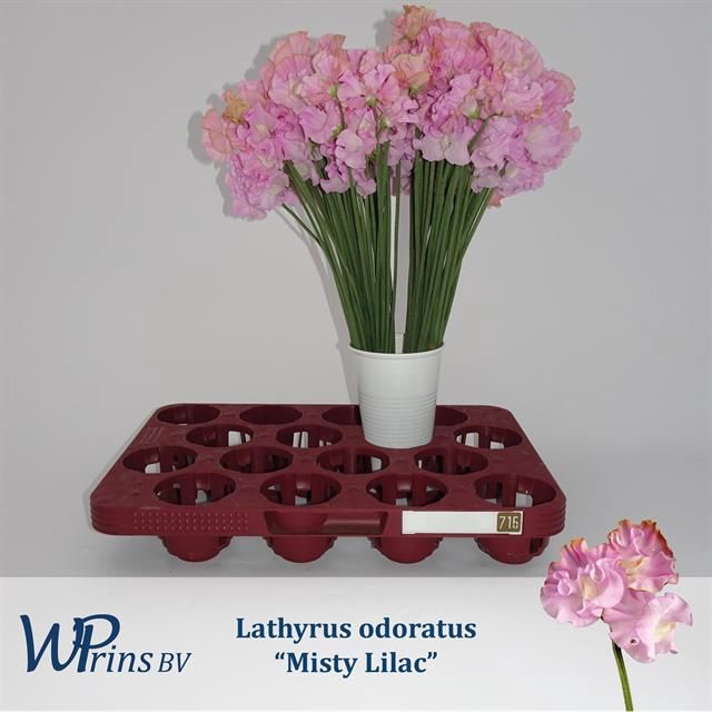 <h4>LATHYR MIST LILAC</h4>