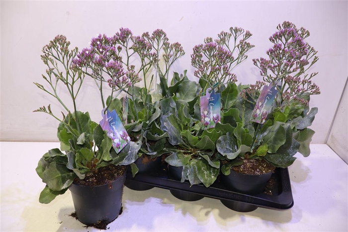 <h4>arr8 Limo Salt Lake</h4>