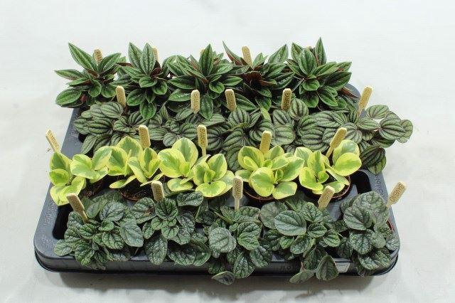 <h4>BAMBINO PEPEROMIA</h4>