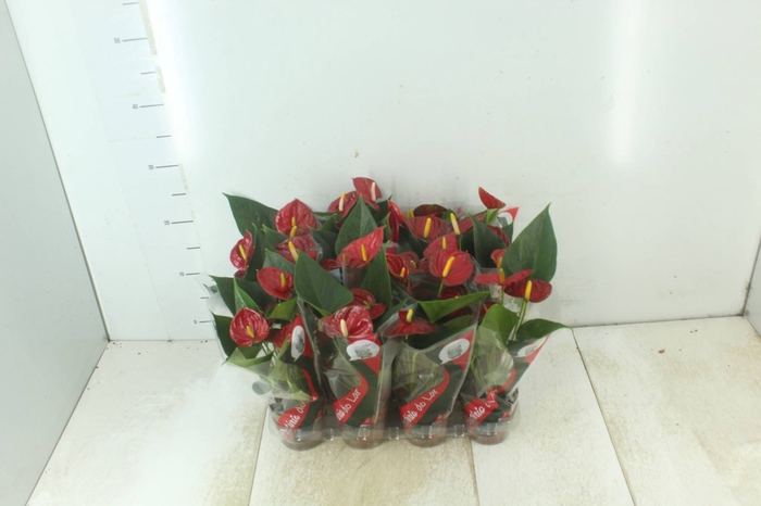 <h4>ANTHURIUM RED SUCCESS P09</h4>