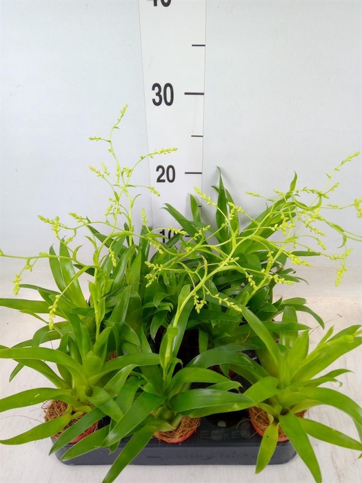 <h4>Catopsis morreniana</h4>