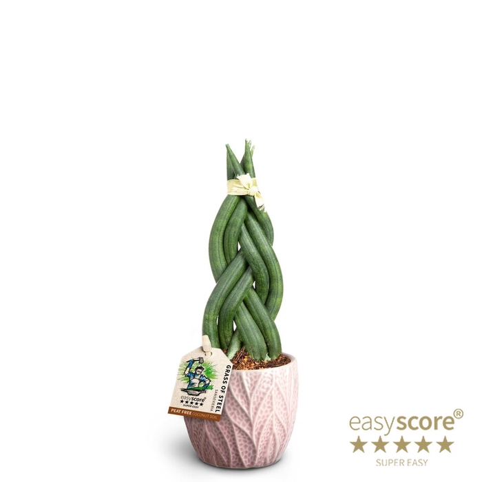 SANSEVIERIA CYLINDRICA