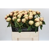 Paeonia Ann Cousins