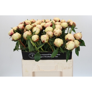 Paeonia Ann Cousins