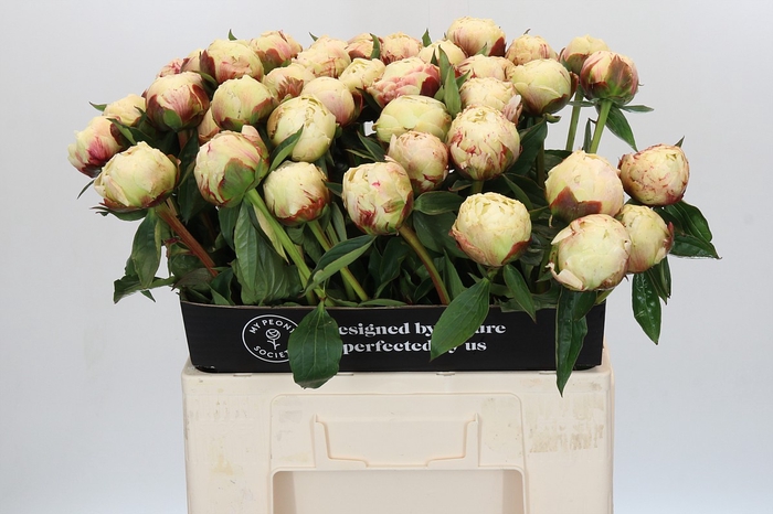 Paeonia Ann Cousins