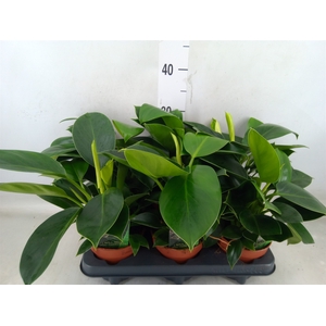 Philodendron  'Green Princess'