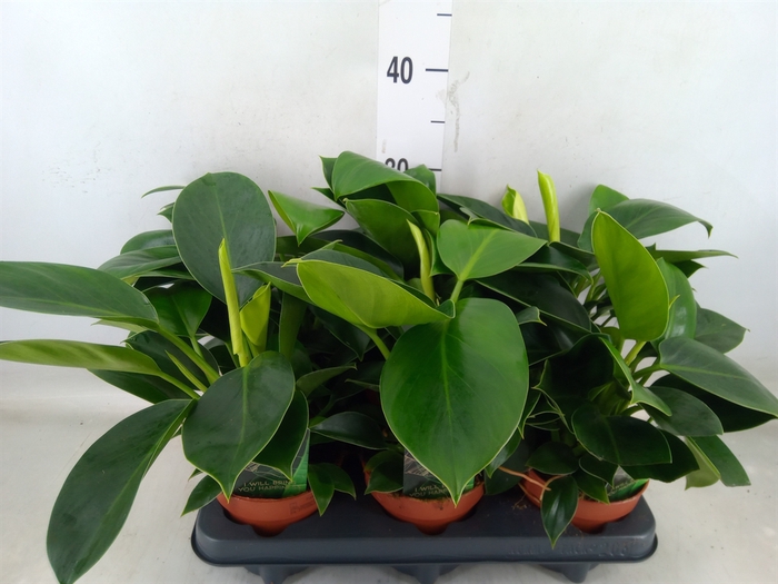 <h4>Philodendron  'Green Princess'</h4>
